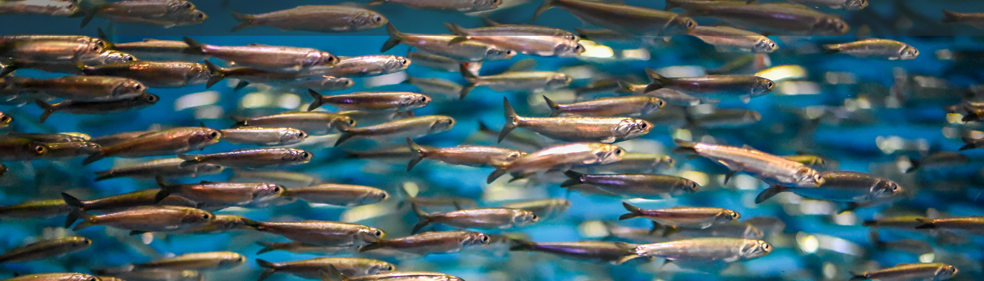 Trognes, les arbres aux mille visages