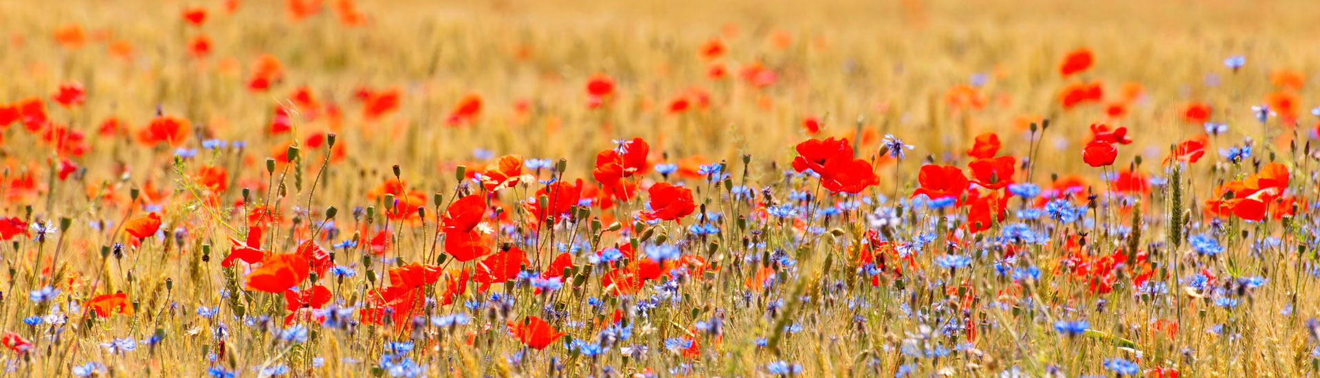 Les sciences participatives
